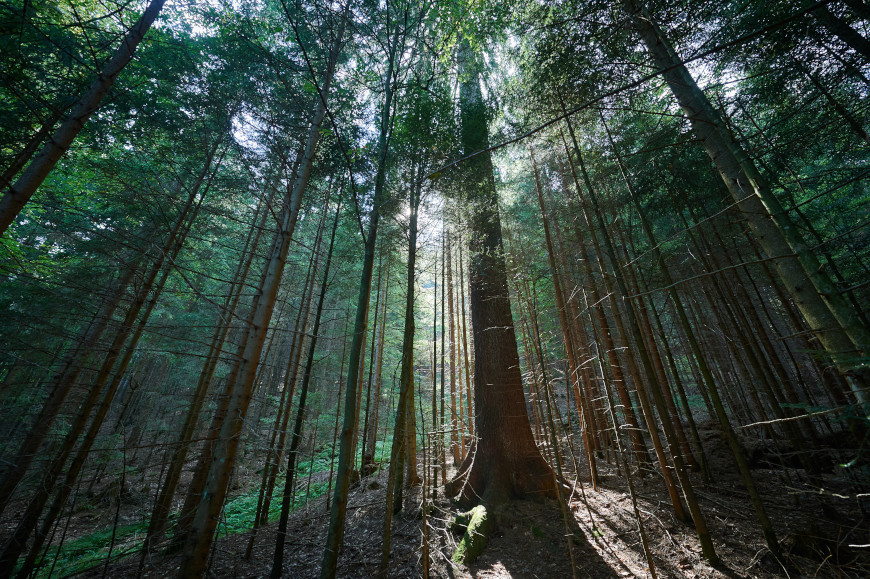 Zelena shema slovenskega turizma